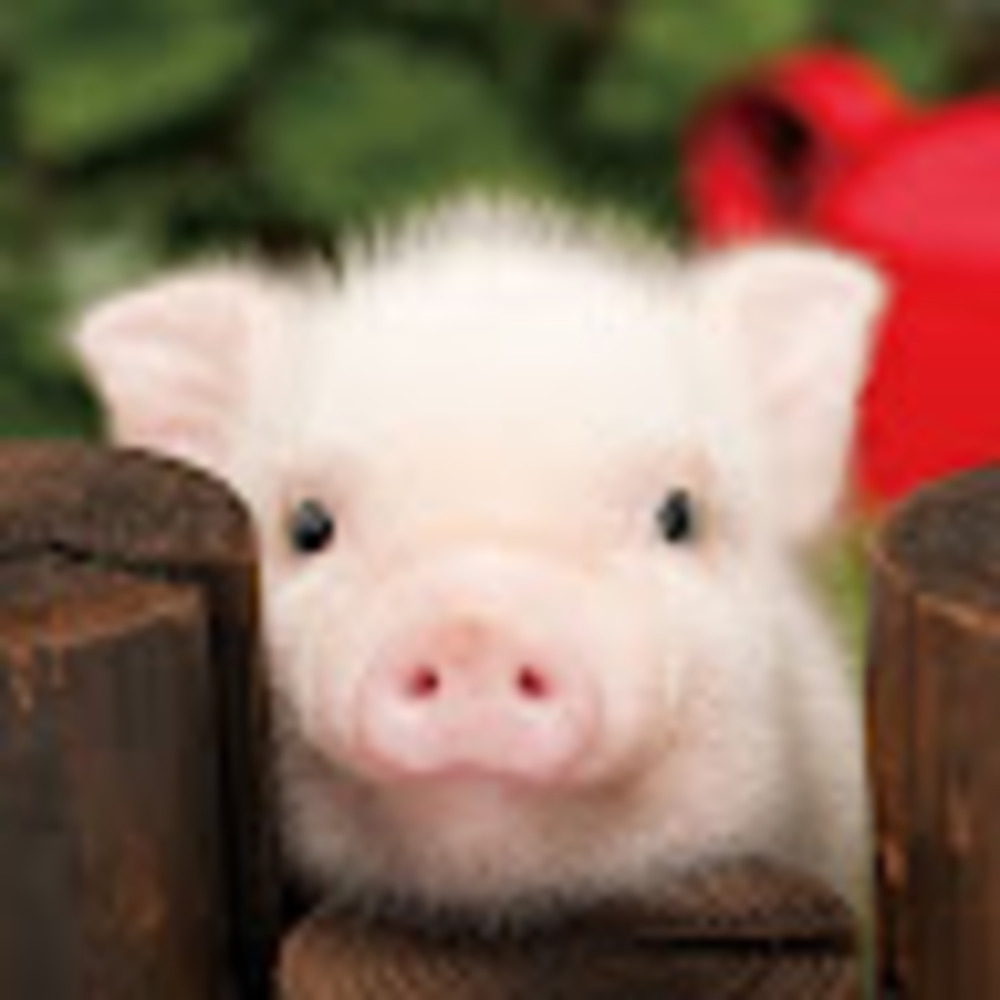Meet your Posher, Ivy